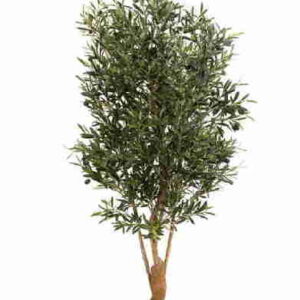 Olivo 1.80 cm mediterráneo, New buisson