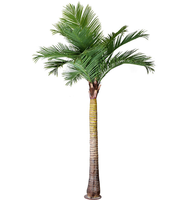 Palmera Datilera 3mtrs