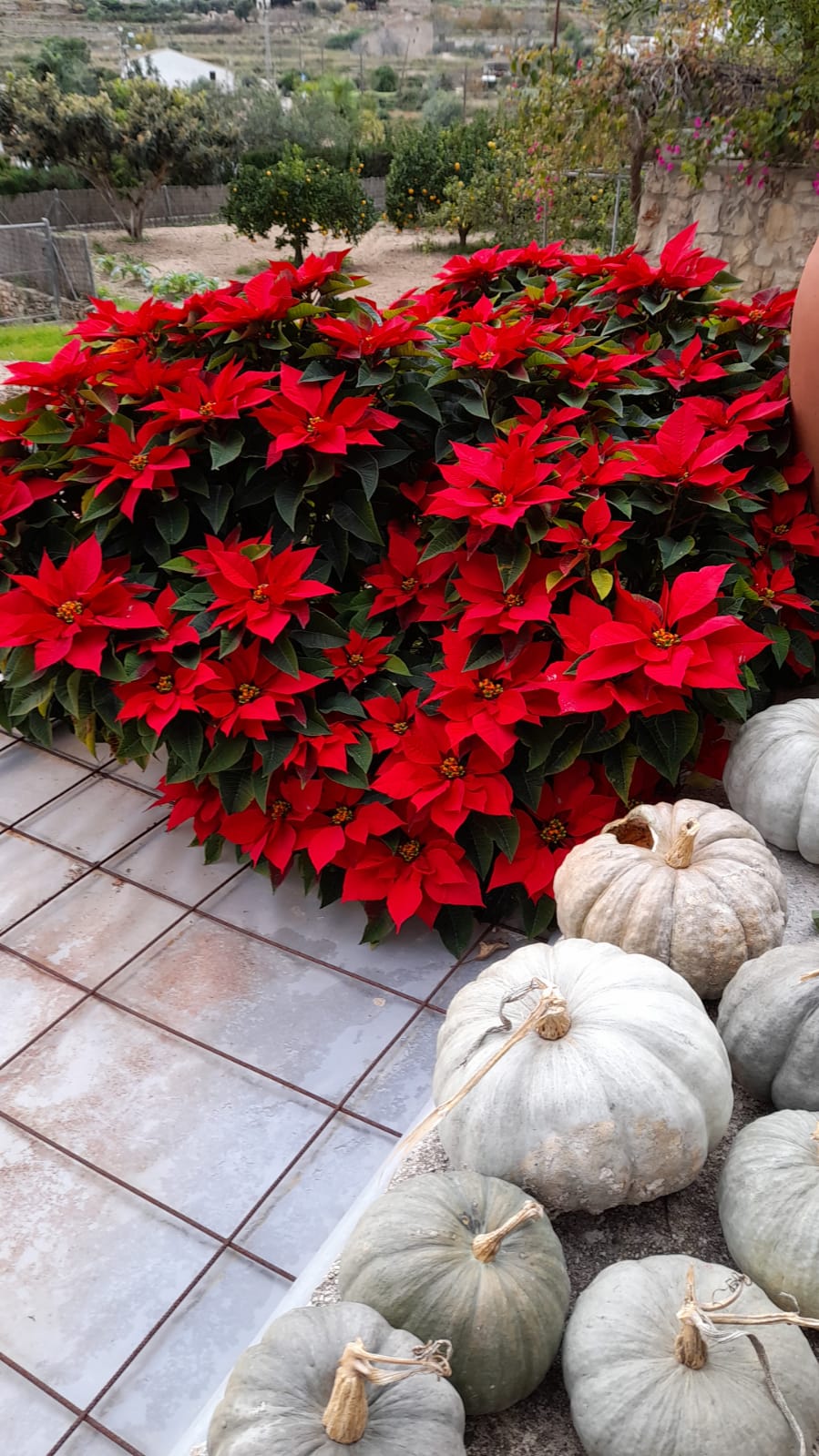 CÓMO CUIDAR TU POINSETTIA UNA VEZ PASADA LA NAVIDAD.