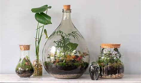 TERRARIUMS, JARDINES MINIATURA.