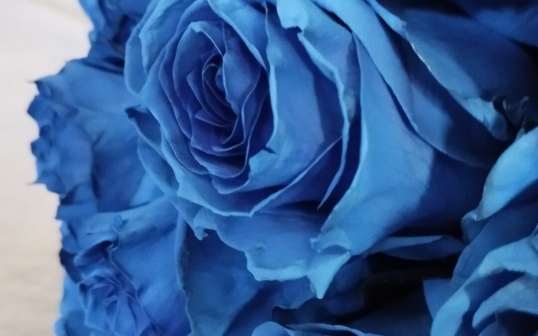 ROSAS AZULES.